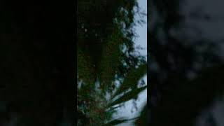 Amazing Eclipse footage in Cannabis Fields