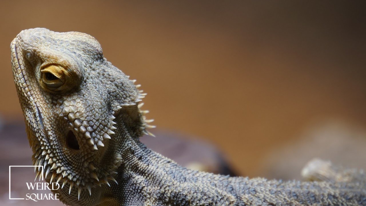 A bearded dragon can change the color of its beard according to its ...
