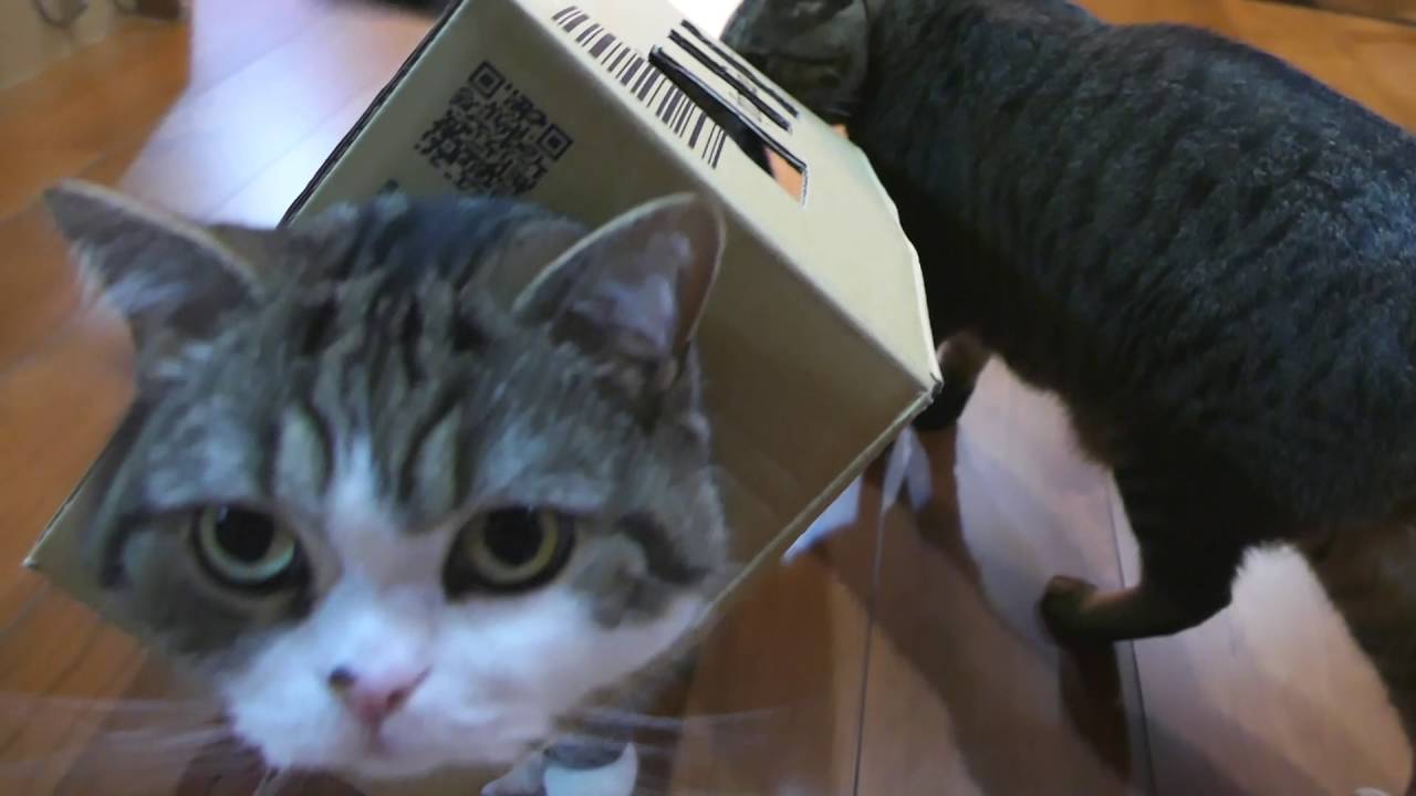 箱を愛しすぎなねこ。-Because Maru loves the box too much,- - YouTube