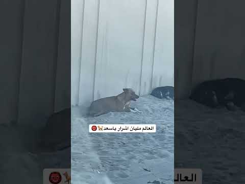 الجيلي اكسبلور لقط قطط اهميه اعتني ترند   