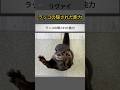 ラッコの隠された能力