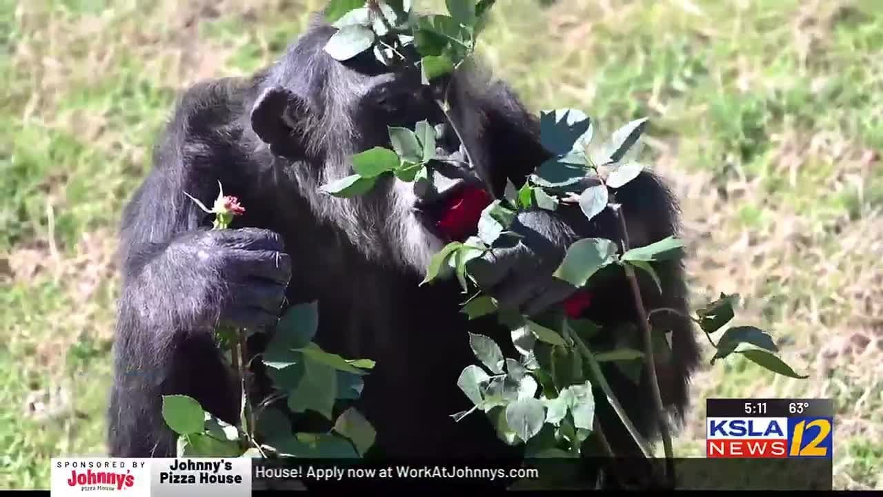Chimp Haven in Keithville, La. celebrates Valentine's Day
