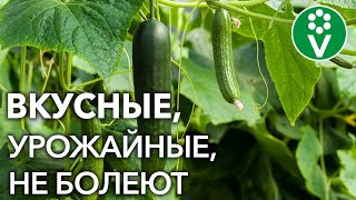 10 СОРТОВ ОГУРЦОВ, которые НИКОГДА не подведут!