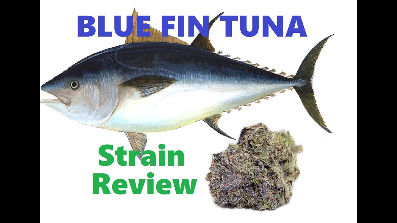 Blue Fin Tuna Nice Purple Strain Review Cannabis Strain Test/Review