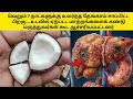 வெறும் 7 நாட்கள் உலர்ந்த தேங்காய்… டாக்டர் கூட அதிர்ச்சி! coconut benefits tamil l tamil health tips