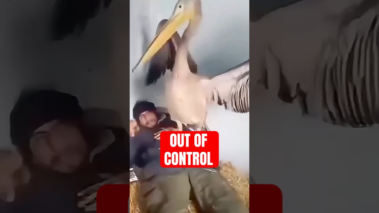 Animal Moments That Escalated Out Of Control