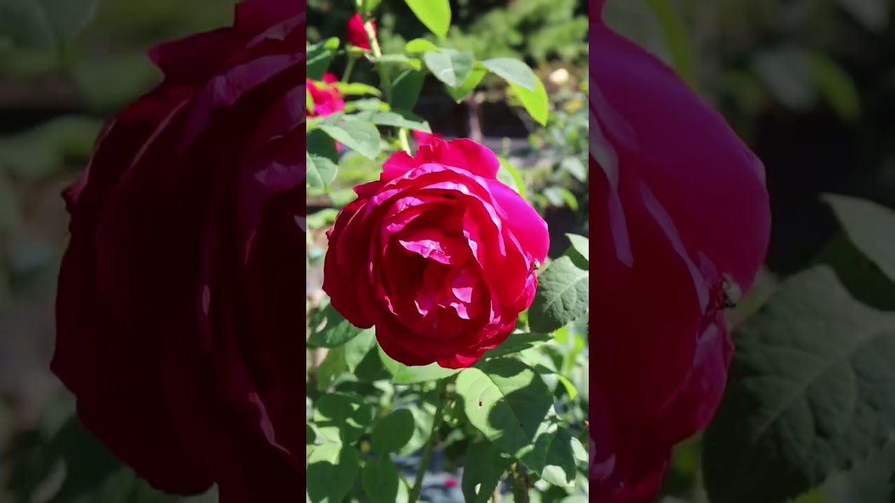 L.D.ブレスウエイト　L.D Braithwaite 