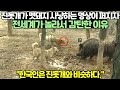 [해외반응] 진돗개가 멧돼지 사냥하는 영상이 퍼지자 전세계가 놀라서 감탄한 이유.  "한국인은 진돗개와 비슷하다."