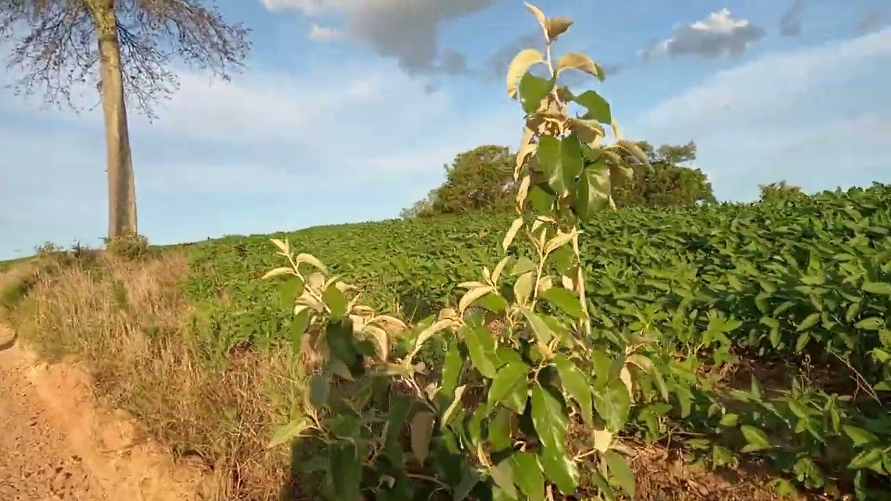 Ruas da cidade de Figueira Paraná Brasil.