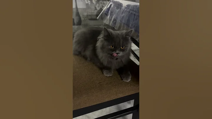 Watch the video about #comedy #funny #music #stitch #cat #meaow #catlover #meows #catmeow #cute