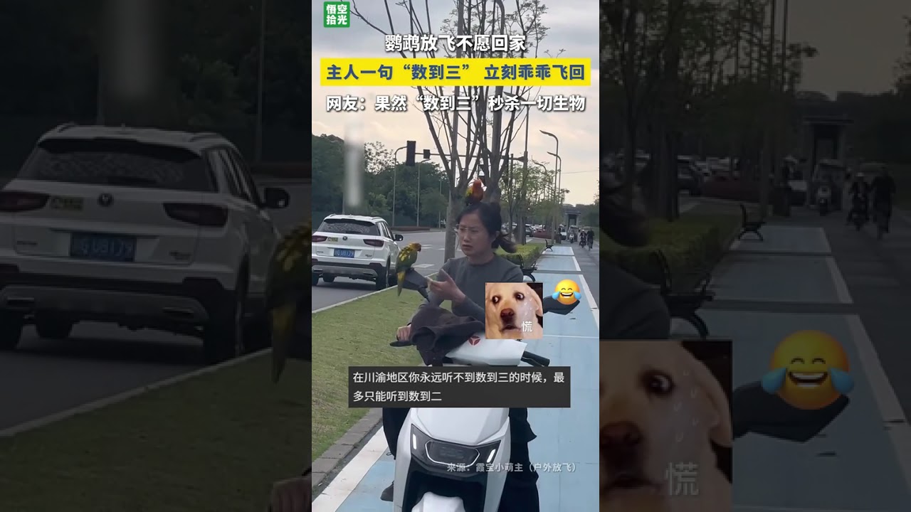 鹦鹉放飞不愿回家，被主人一句话硬控，乖乖飞回。网友：没想到“劳资蜀道山”不止对人类有用。  #万万没想到 #搞笑  #大熱門  #共鳴