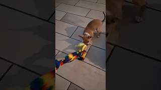 Rocky Playing with a Scarf and Toy #chihuahuafanclub #chihuahuaclub #chihuahua #puppy #cuddlytails