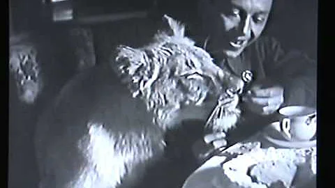 Львица Кинули дома у Веры Чаплиной. 1936 г.