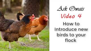 Ask Owais 4 - How To Introduce New Chickens To Your Flock | Top Tips