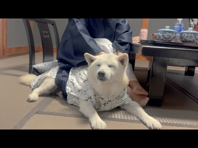 Ai-tan, the Shiba Inu, is wearing a matching yukata with his wife