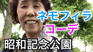 昭和記念公園のネモフィラが綺麗でした