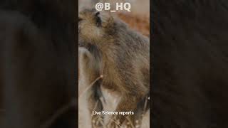 Why Do Baboons Possess Vibrant Red Bottoms 