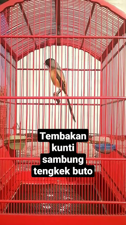 cendet tembakan kunti sambung tengkek buto#kicaumania #burungcendet #masteranburunglomba