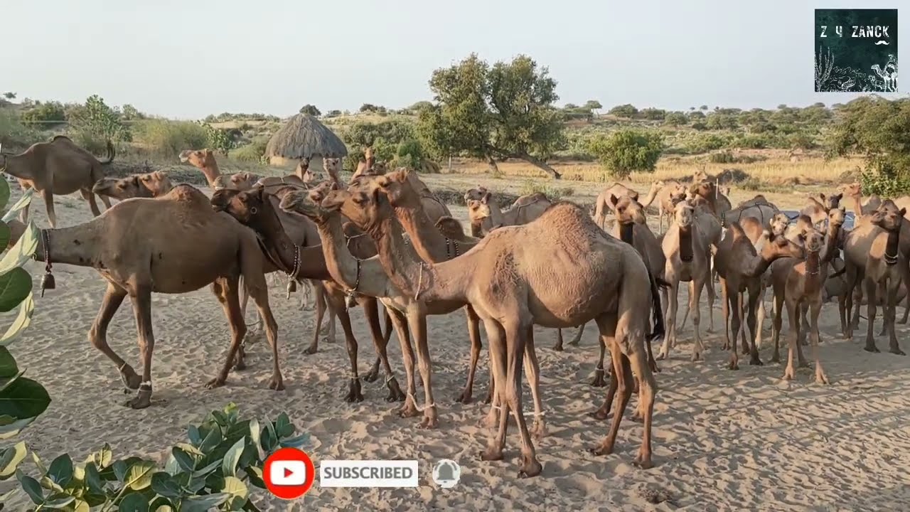 100  dromedary camels in desert.100 من الجمال العربي في 