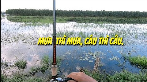 Câu cá lóc mùa lũ (P32). Ngày mưa bão, Thợ săn cá lóc.