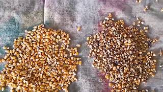 optical sorting for corn