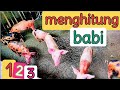 Belajar Menghitung Angka 123 [video hewan babi]