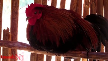 Saib qaib dib zos nam noos 2023