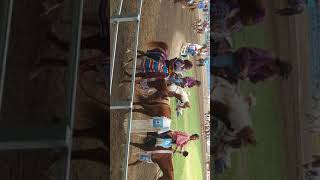 Pendleton Round-up 2017
