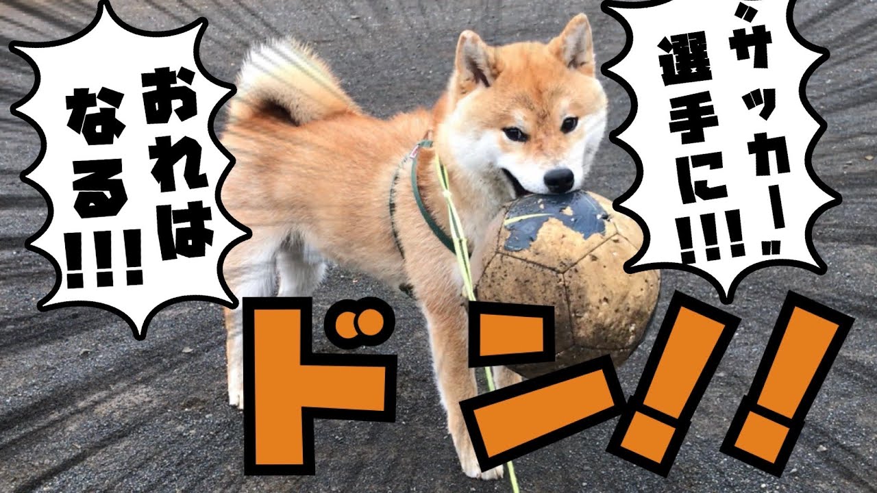 柴犬 サッカーボールが好きすぎる犬 Youtube