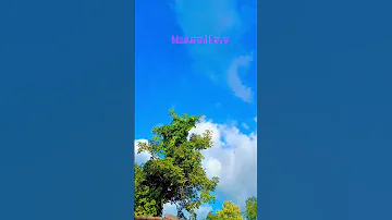 Natural Love 