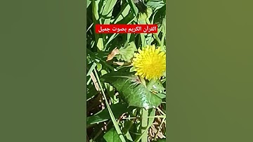 القرآن الكريم بصوت جميل #لايك #quran #ناصر_القطامي #mbc #خالد #تفاعل