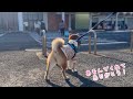 空港でお姉ちゃんをお見送りした柴犬てぃーだ