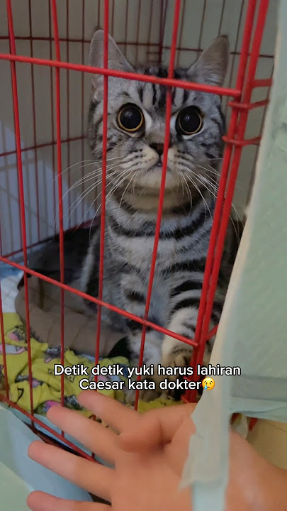 Doain yuki biar lancar2 yaaaa🥺