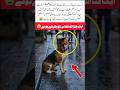 A dog calling out to Allah Almighty#shortvideo #dog #allah #humanity #emotionalstory #emotional