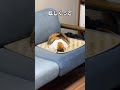 「見れたらラッキー猫の仕草３選」猫あるあるソング