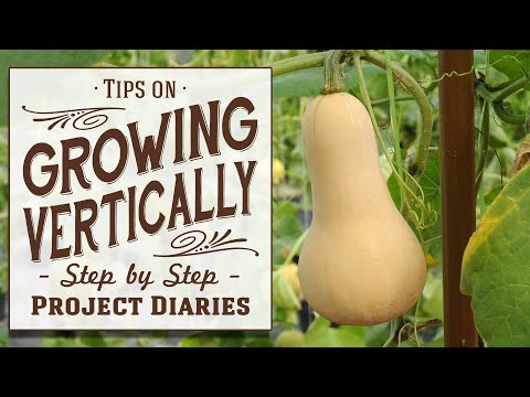 Video: Vertical Method Of Growing Pumpkins On Arches