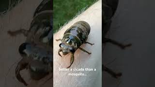 a cicada crawling on an arm #cicadas Better than a mosquito…