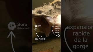 Cette tortue mata mata aspire sa proie comme un aspirateur vivant