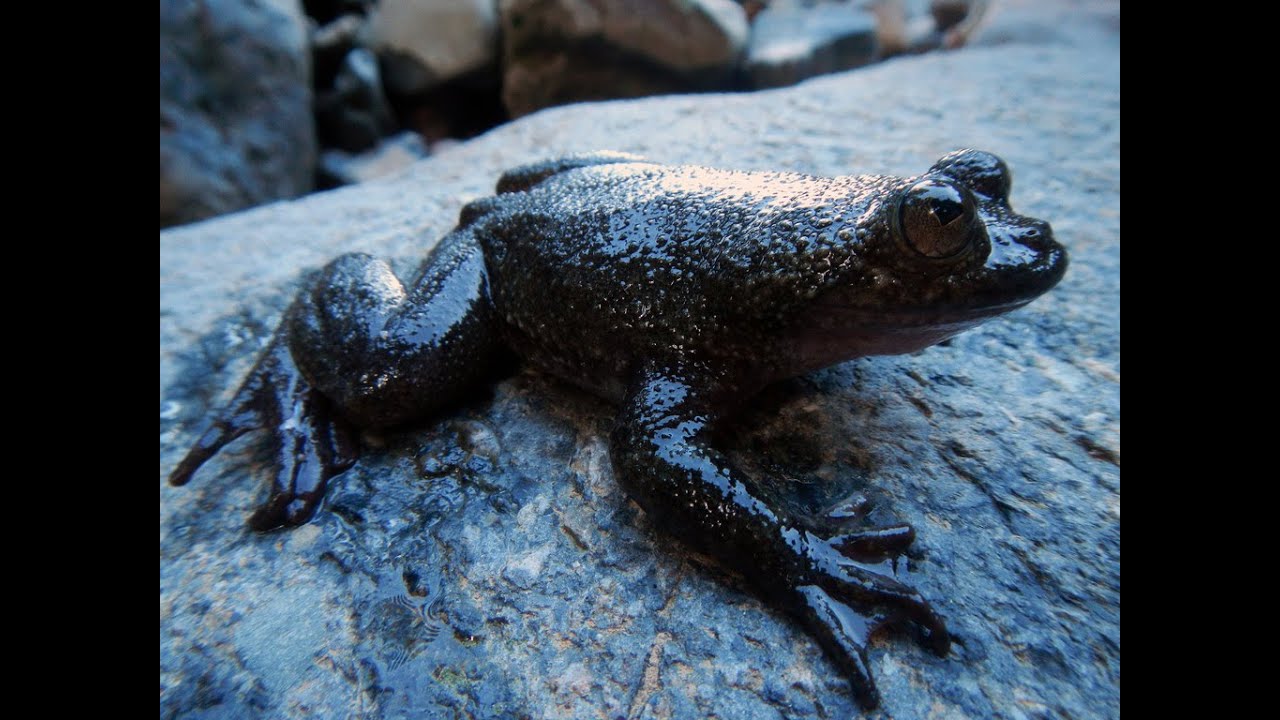 “Ako si Palaka (Barbourula busuangensis), Sadyang Nakakaawa” a Spoken Poetry