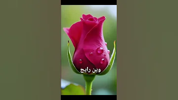 وين رايح Shortvideo اكسبلور اهميه Uae Cat اغاني المراه تيك توك اعتني الجيلي 