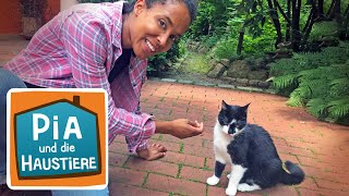 Freigänger-Katze | Information für Kinder | Pia und die Haustiere
