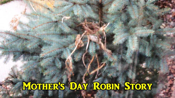 Mother's Day Robin Story