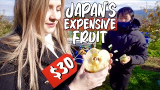 Why Japanese Fruit is SO Expensive