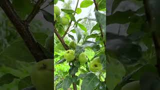 097 I like to walk in the countryside in the rain  There is no hustle and bustle of the city here, a