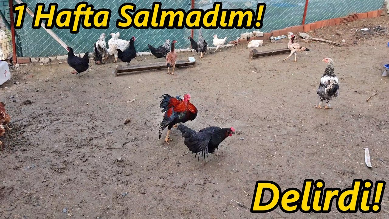 Jilet Kamil'i Saldım-/Tavuklar Kaçmaya Yer Aradı!#Tekirdağ#civciv#horoz#tavuk