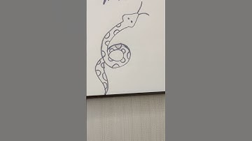 6 = Snake Drawing | Easy Number Drawing for Kids #drawing #shorts #viral #reels #youtubeshorts #art
