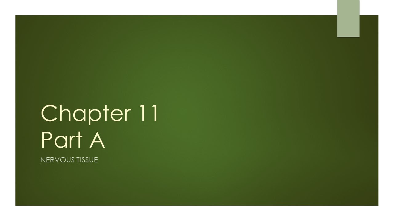 Chapter 11 Part A (Nervous Tissue) - YouTube