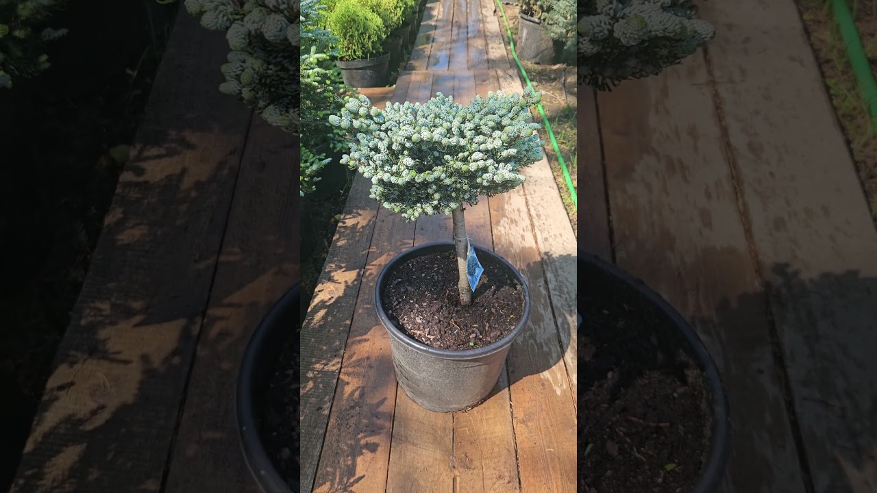 Пихта корейская Кохоутс айс Брейкер на штамбе (Kohouts icebreaker Pa)