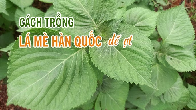 10. Kết Luận