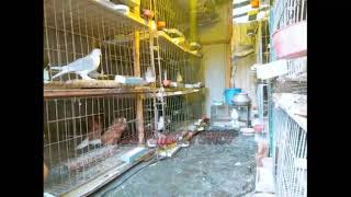 যশোর কবুতর খামার, Jes Pigeon Shop For Sell By Jessore,01728993964